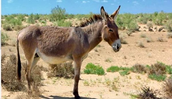 یک زندانی عجیب در جنوب مکزیک +عکس