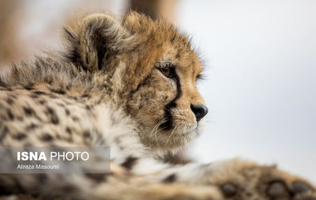 "جفت‌گیری" موفق مجدد یوزها در اسارت/ "ایران" و "فیروز" منتظر خواهر یا برادر پیروز