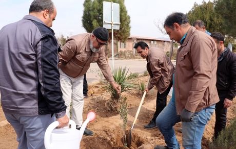 درختکاری، گامی در جهت حفظ محیط زیست
