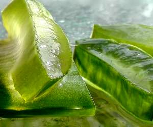 چگونه آلوئه ورا را در یخچال نگهداری کنیم؟