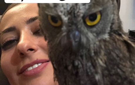 جغد خونگی دیده بودین؟ + عکس