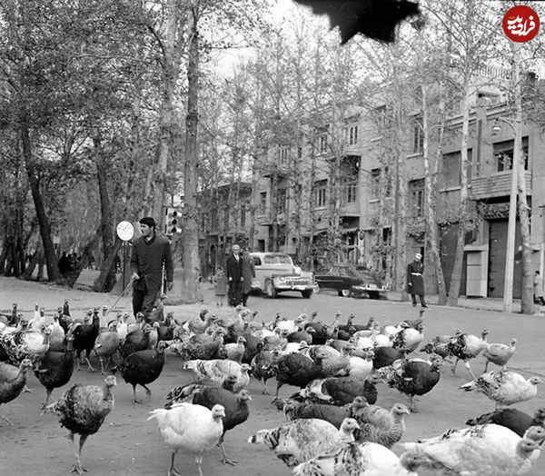 بوقلمون چرانی در خیابان ولیعصر