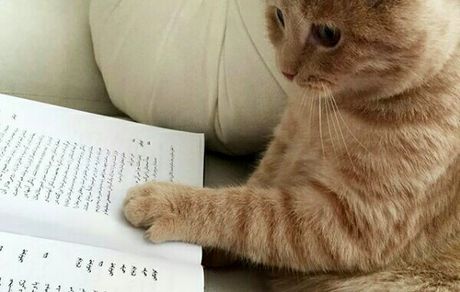 گربه کتاب خوان بهنوش طباطبایی + عکس