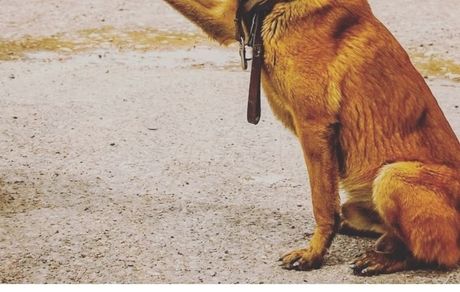  مجیدواشقانی دست در دست سگ بزرگ + عکس