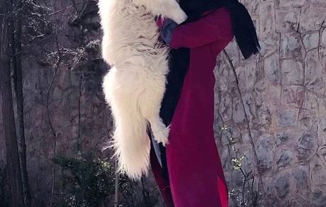 سگ عجیب مریم معصومی + عکس