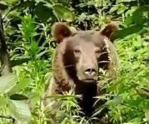 خرس جسد تازه دفن شده را خورد ! + عکس