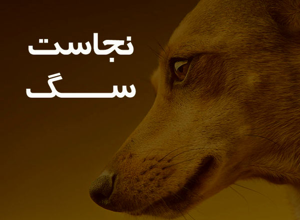 آیا سگ، از جمله، سگهای کوچک و زینتی منازل، پاک هستند؟ / رفت و آمد و مهمانی به خانه افرادی که سگ دارند، شرعا بلامانع است