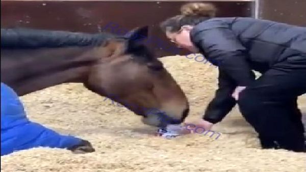 اعتیاد عجیب یک اسب به خوردن چای!+عکس