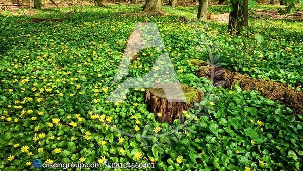 8 نوع گیاه پوششی رونده جایگزین چمن

