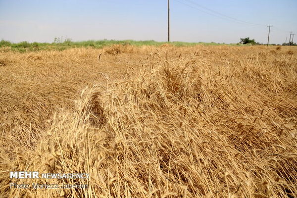 خرید گندم مازاد بر نیاز کشاورزان از ۲ میلیون تن گذشت