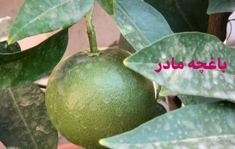 حیاط خانه لیندا کیانی + عکس