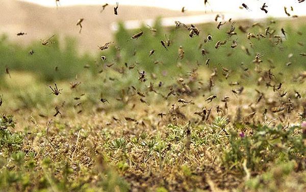 مبارزه بیولوژیکی راهکار مهار ملخها