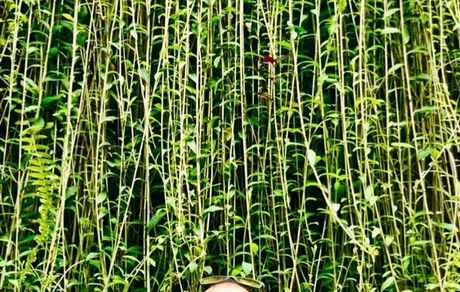 علی اوجی در فضایی زیبا و رویایی + عکس