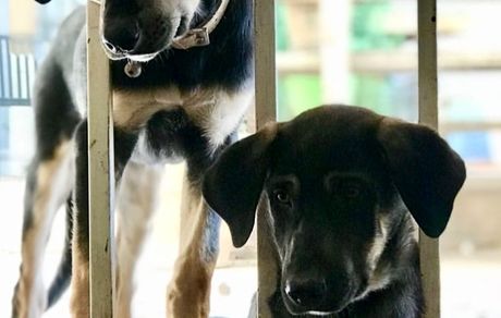 دوستان جدید زانیار خسروی + عکس