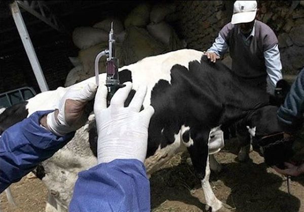 هشدار؛  شیوع بیماری تب برفکی با سویه جدید در کشور