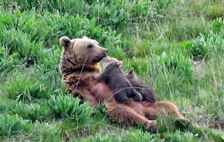 تصویری از بازی خرس قهوه‌ای ایرانی و توله‌هایش، پارک ملی گلستان