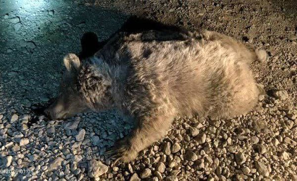 یک قلاده خرس قهوه‌ای در نور کشته شد