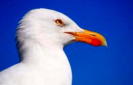 مرغ دریایی که 6 روز یک زوج را زندانی کرد !