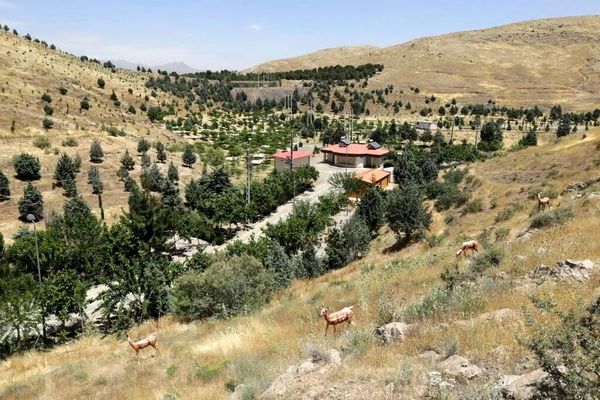 شهرداری درباره قطع درختان چیتگر و سرخه حصار توضیح داد: آفت‌زده بودند